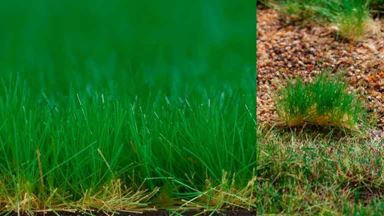 AUHAGEN 76701 — Трава весенняя (волокна ~2—6 мм, 210 × 148 мм), 1:35–1:250, сделано в Германии