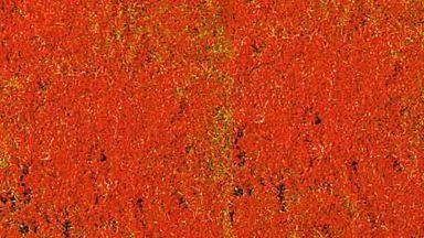 HEKI 1588 — Красные цветы (фолиаж 280 × 140 мм), 1:35—1:250, сделано в Германии