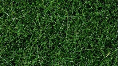 NOCH 07106 — Трава темно-зеленая (флок ~6 мм ~50 г), 1:35—1:120